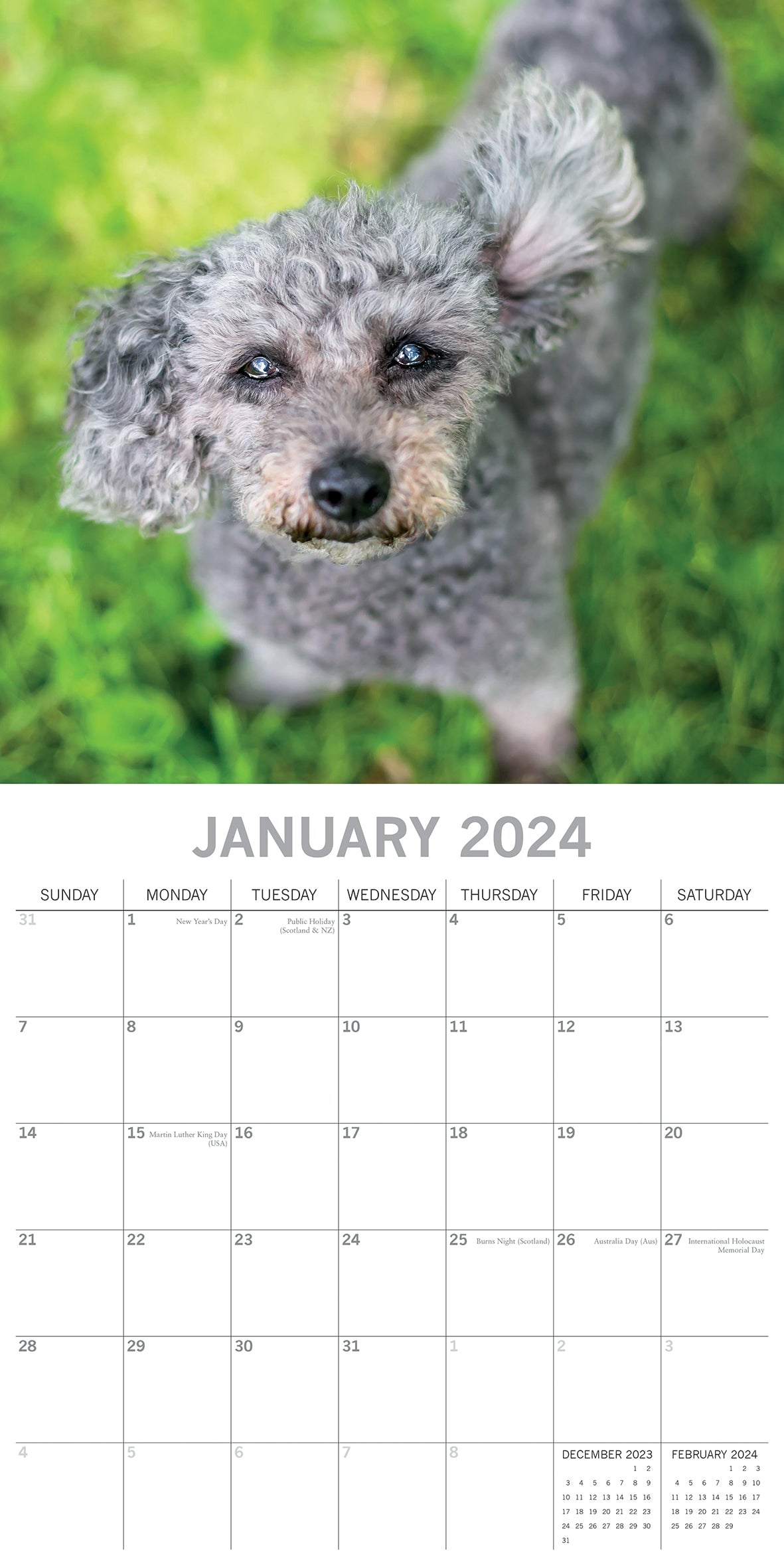 Dogs in the Wind 2024 Square Wall Calendar Pets Animals 16 Month Premium Planner V474-615353