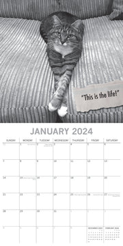 Moggies - 2024 Square Wall Calendar Pets Animals 16 Months Premium Planner Gift V474-615355