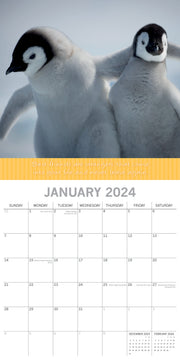 Best Friends - 2024 Square Wall Calendar Pets Animals 16 Months Premium Planner V474-615357