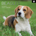 Beagles - 2024 Square Wall Calendar Pets Dog 16 Months Premium Planner New Year V474-615361