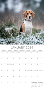 Beagles - 2024 Square Wall Calendar Pets Dog 16 Months Premium Planner New Year V474-615361