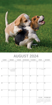 Beagles - 2024 Square Wall Calendar Pets Dog 16 Months Premium Planner New Year V474-615361