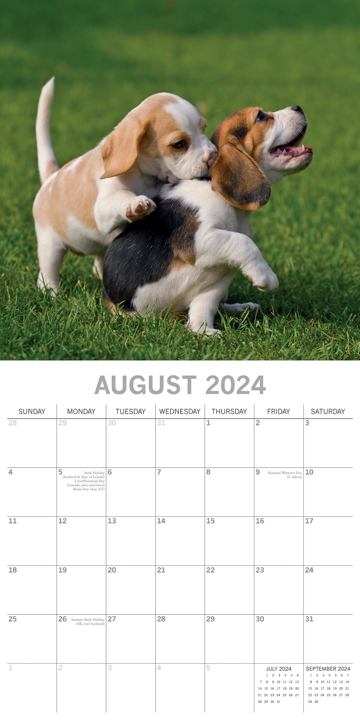 Beagles - 2024 Square Wall Calendar Pets Dog 16 Months Premium Planner New Year V474-615361