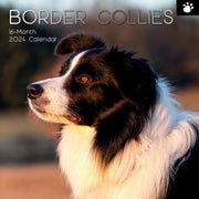 Border Collies - 2024 Square Wall Calendar Pets Dog 16 Months Premium Planner V474-615362