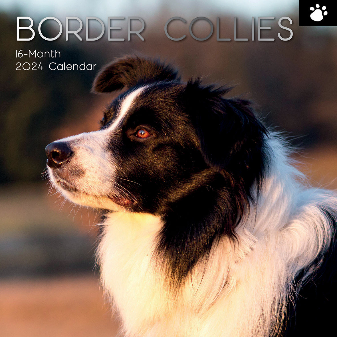 Border Collies - 2024 Square Wall Calendar Pets Dog 16 Months Premium Planner V474-615362