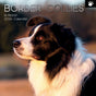 Border Collies - 2024 Square Wall Calendar Pets Dog 16 Months Premium Planner V474-615362
