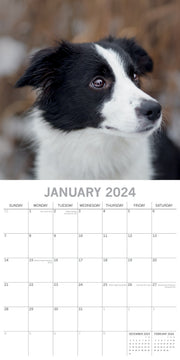 Border Collies - 2024 Square Wall Calendar Pets Dog 16 Months Premium Planner V474-615362