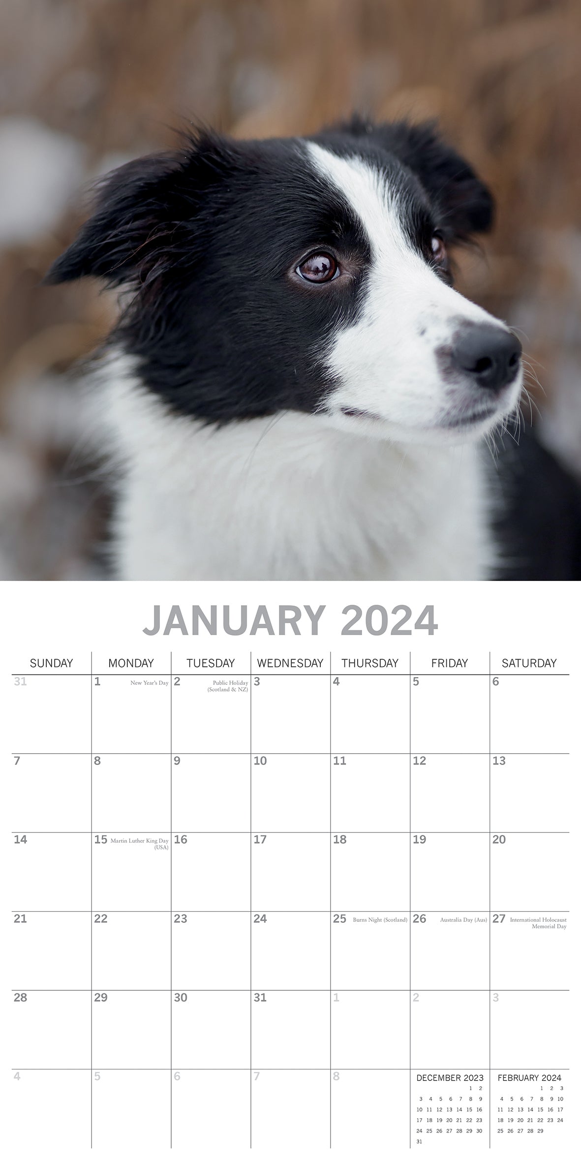 Border Collies - 2024 Square Wall Calendar Pets Dog 16 Months Premium Planner V474-615362