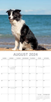 Border Collies - 2024 Square Wall Calendar Pets Dog 16 Months Premium Planner V474-615362