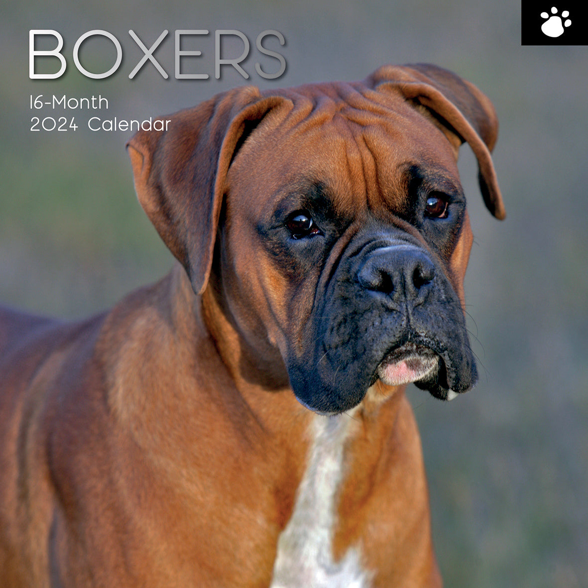 Boxers - 2024 Square Wall Calendar Pets Dog 16 Months Premium Planner New Year V474-615363