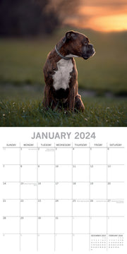 Boxers - 2024 Square Wall Calendar Pets Dog 16 Months Premium Planner New Year V474-615363
