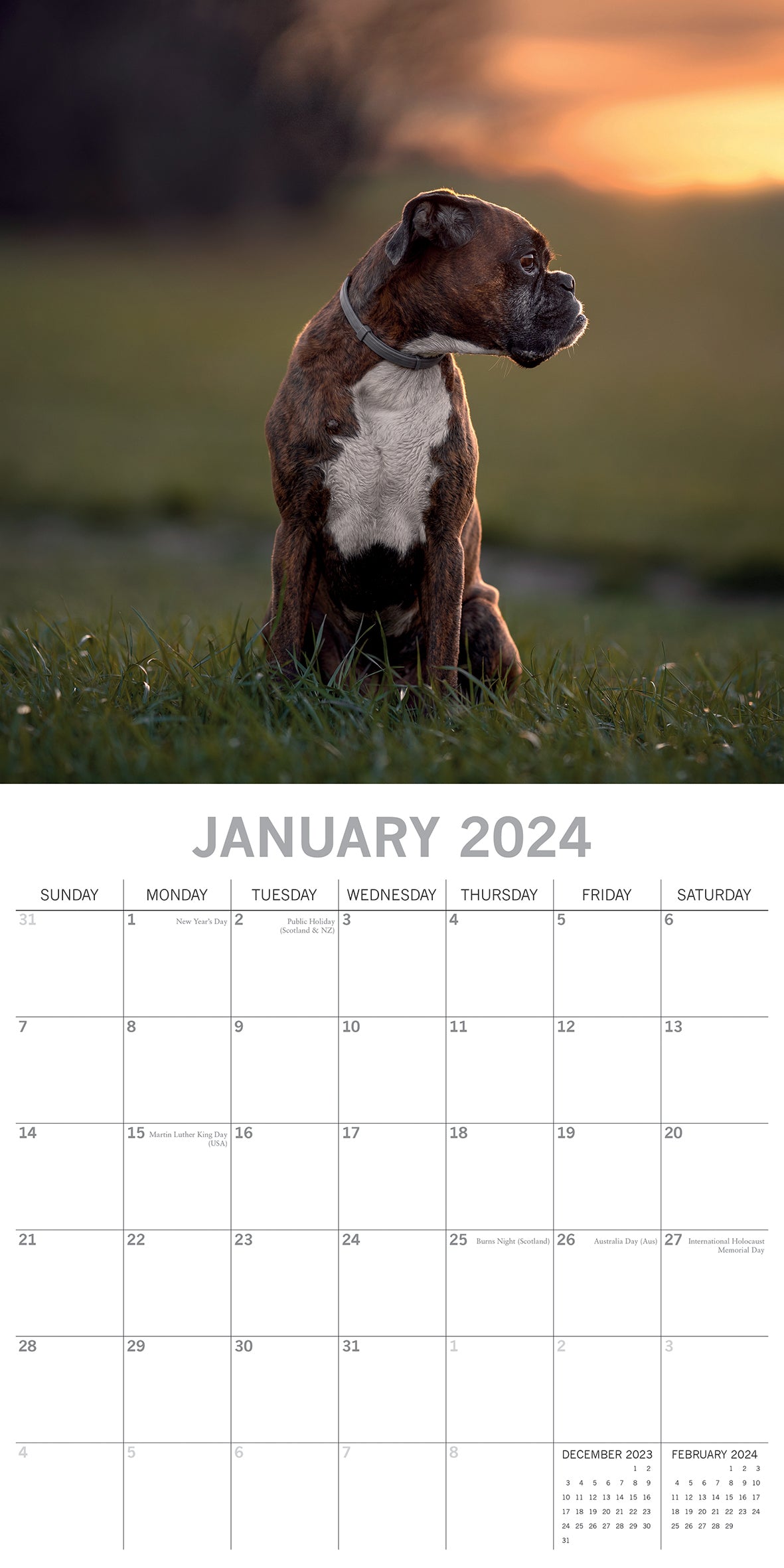 Boxers - 2024 Square Wall Calendar Pets Dog 16 Months Premium Planner New Year V474-615363