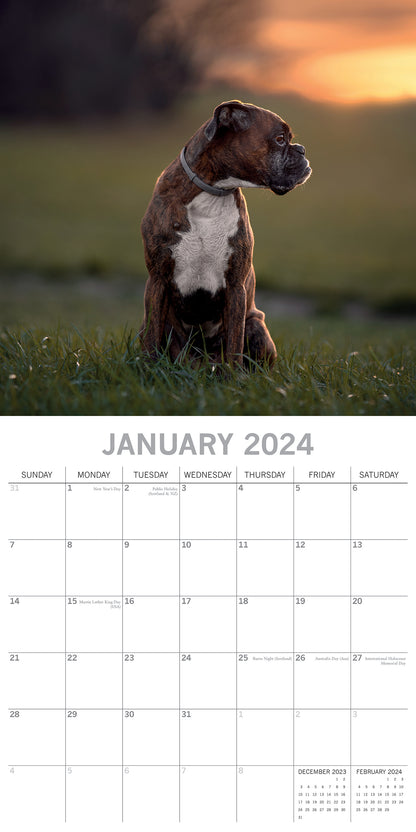 Boxers - 2024 Square Wall Calendar Pets Dog 16 Months Premium Planner New Year V474-615363