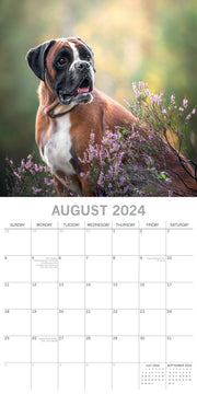 Boxers - 2024 Square Wall Calendar Pets Dog 16 Months Premium Planner New Year V474-615363