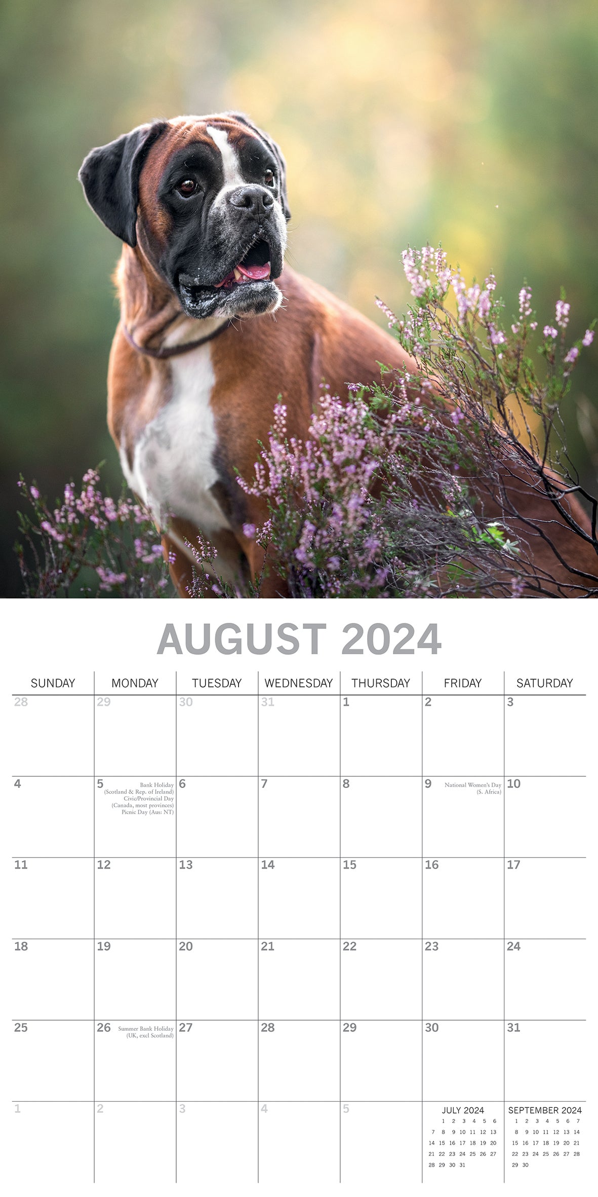 Boxers - 2024 Square Wall Calendar Pets Dog 16 Months Premium Planner New Year V474-615363