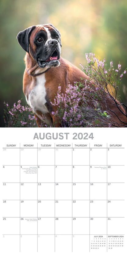Boxers - 2024 Square Wall Calendar Pets Dog 16 Months Premium Planner New Year V474-615363