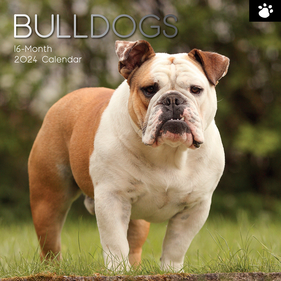 Bulldogs - 2024 Square Wall Calendar Pets Dog 16 Months Premium Planner New Year V474-615364