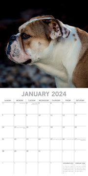 Bulldogs - 2024 Square Wall Calendar Pets Dog 16 Months Premium Planner New Year V474-615364