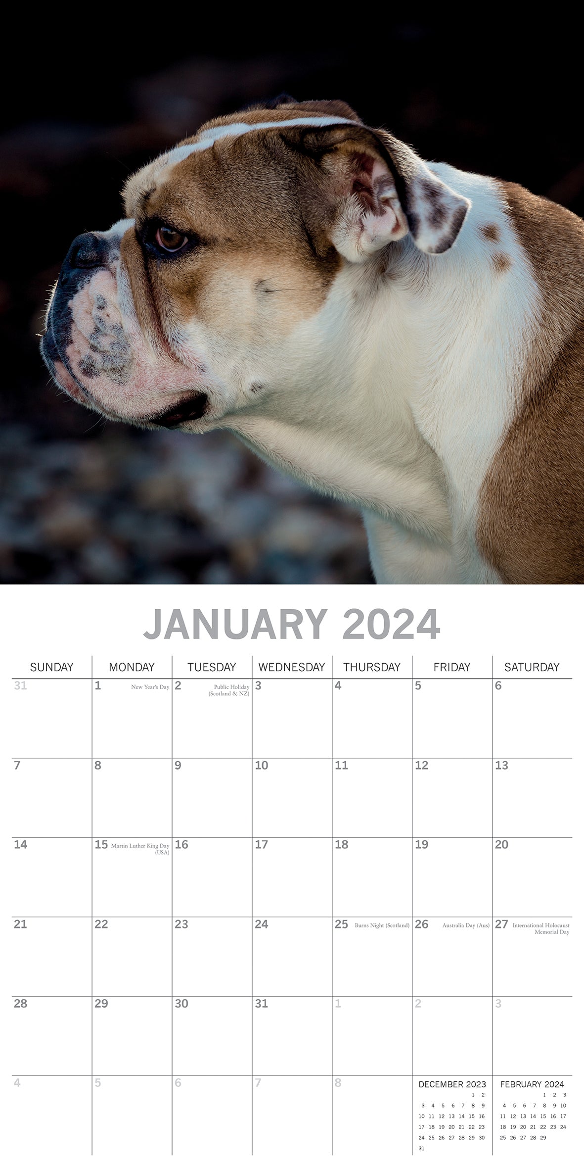 Bulldogs - 2024 Square Wall Calendar Pets Dog 16 Months Premium Planner New Year V474-615364