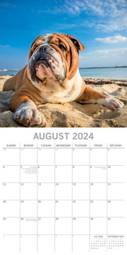 Bulldogs - 2024 Square Wall Calendar Pets Dog 16 Months Premium Planner New Year V474-615364