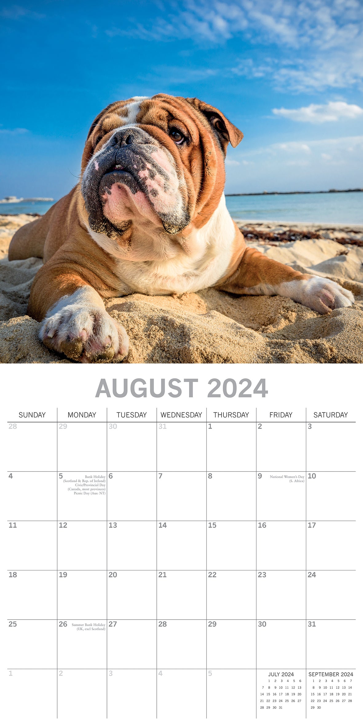 Bulldogs - 2024 Square Wall Calendar Pets Dog 16 Months Premium Planner New Year V474-615364