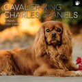 Cavalier King Charles Spaniels - 2024 Square Wall Calendar Dog 16 Months Planner V474-615365