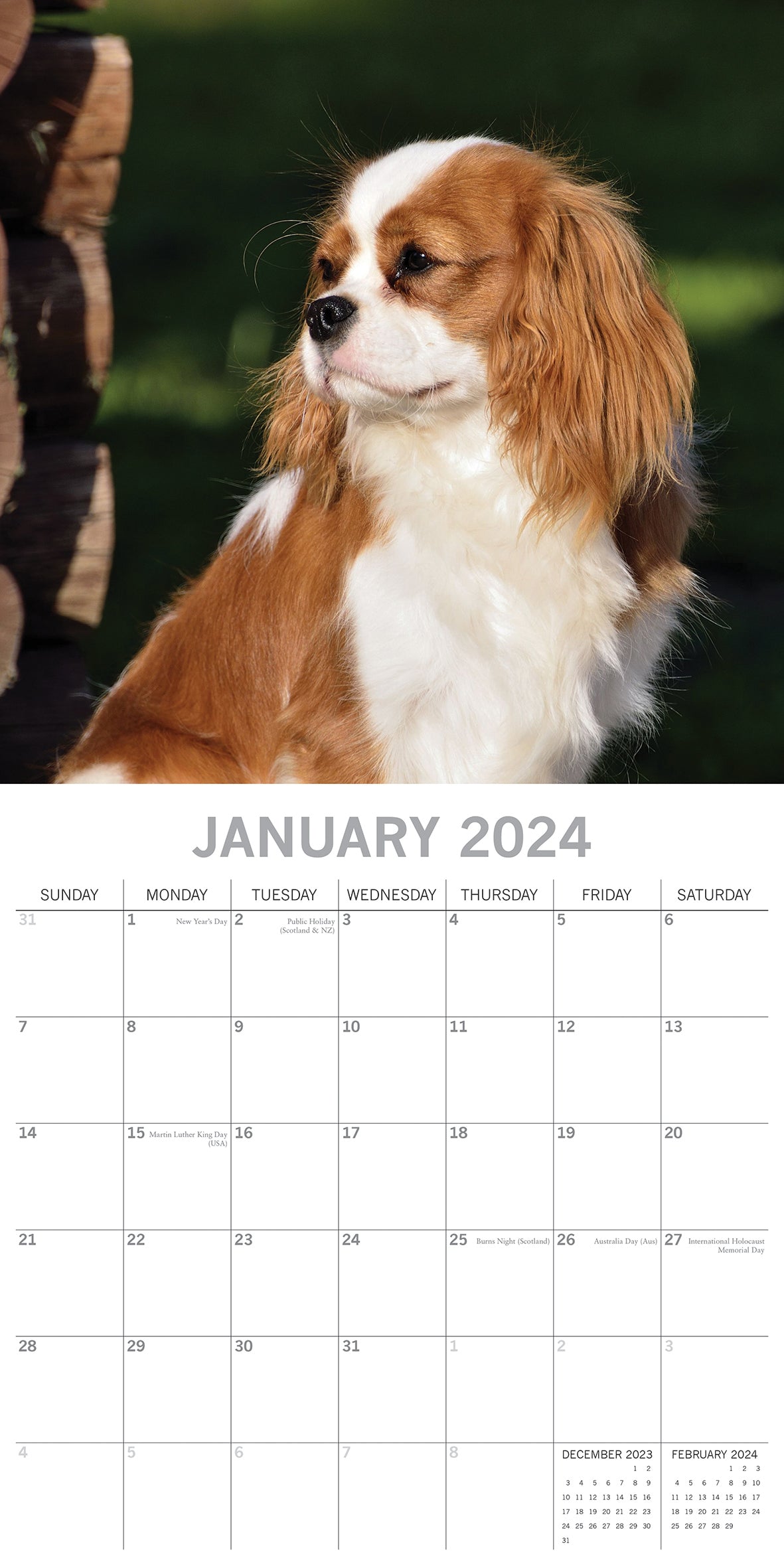 Cavalier King Charles Spaniels - 2024 Square Wall Calendar Dog 16 Months Planner V474-615365