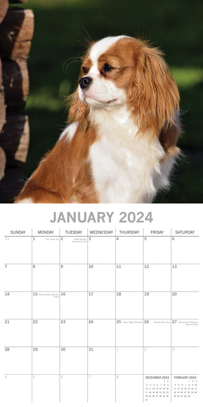 Cavalier King Charles Spaniels - 2024 Square Wall Calendar Dog 16 Months Planner V474-615365