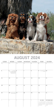 Cavalier King Charles Spaniels - 2024 Square Wall Calendar Dog 16 Months Planner V474-615365
