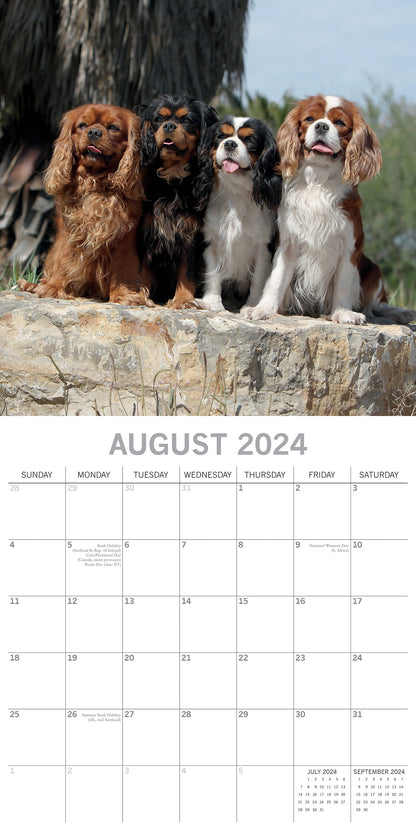 Cavalier King Charles Spaniels - 2024 Square Wall Calendar Dog 16 Months Planner V474-615365
