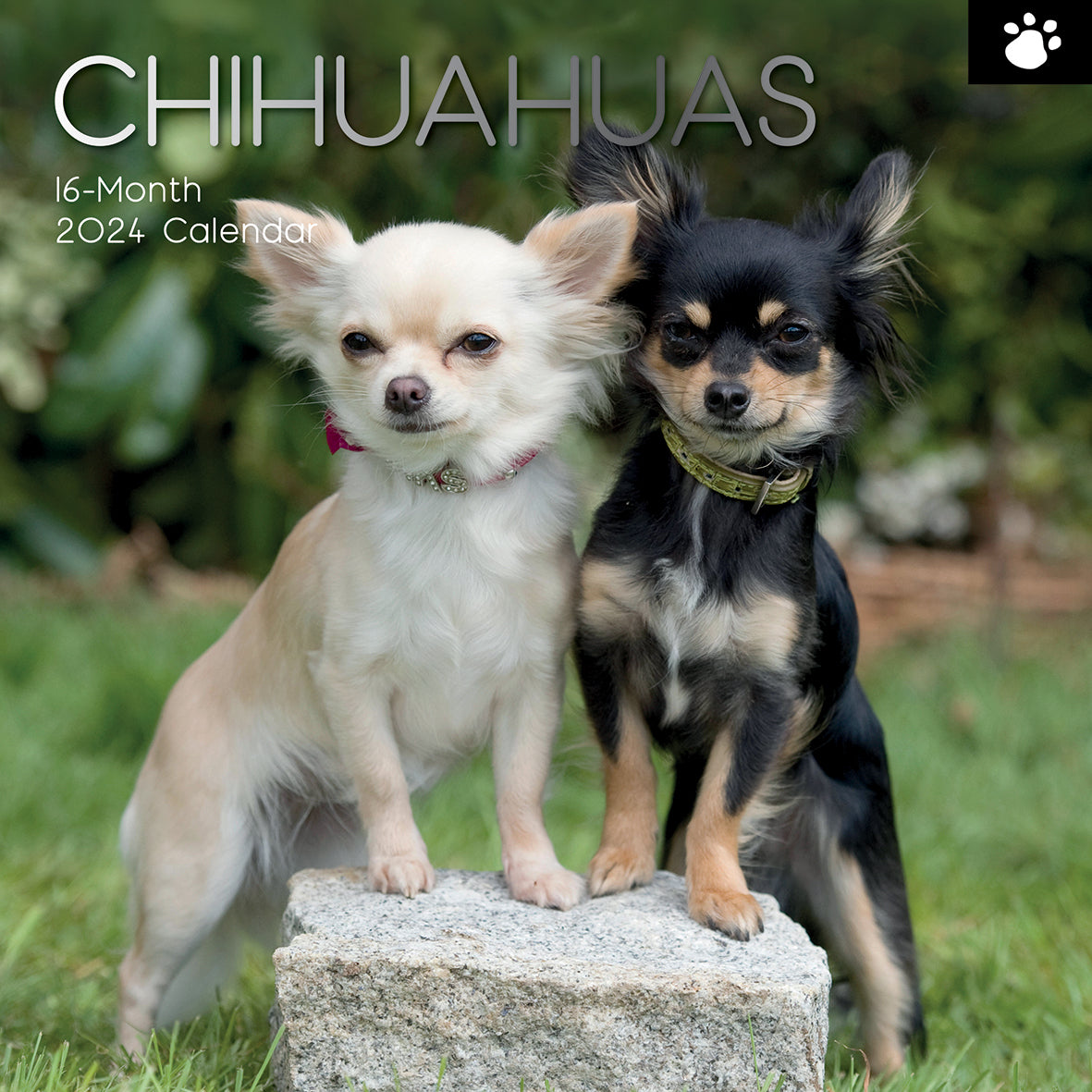 Chihuahuas 2024 Square Wall Calendar Pets Dog 16 Months Premium Planner New Year V474-615366