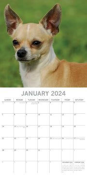 Chihuahuas 2024 Square Wall Calendar Pets Dog 16 Months Premium Planner New Year V474-615366