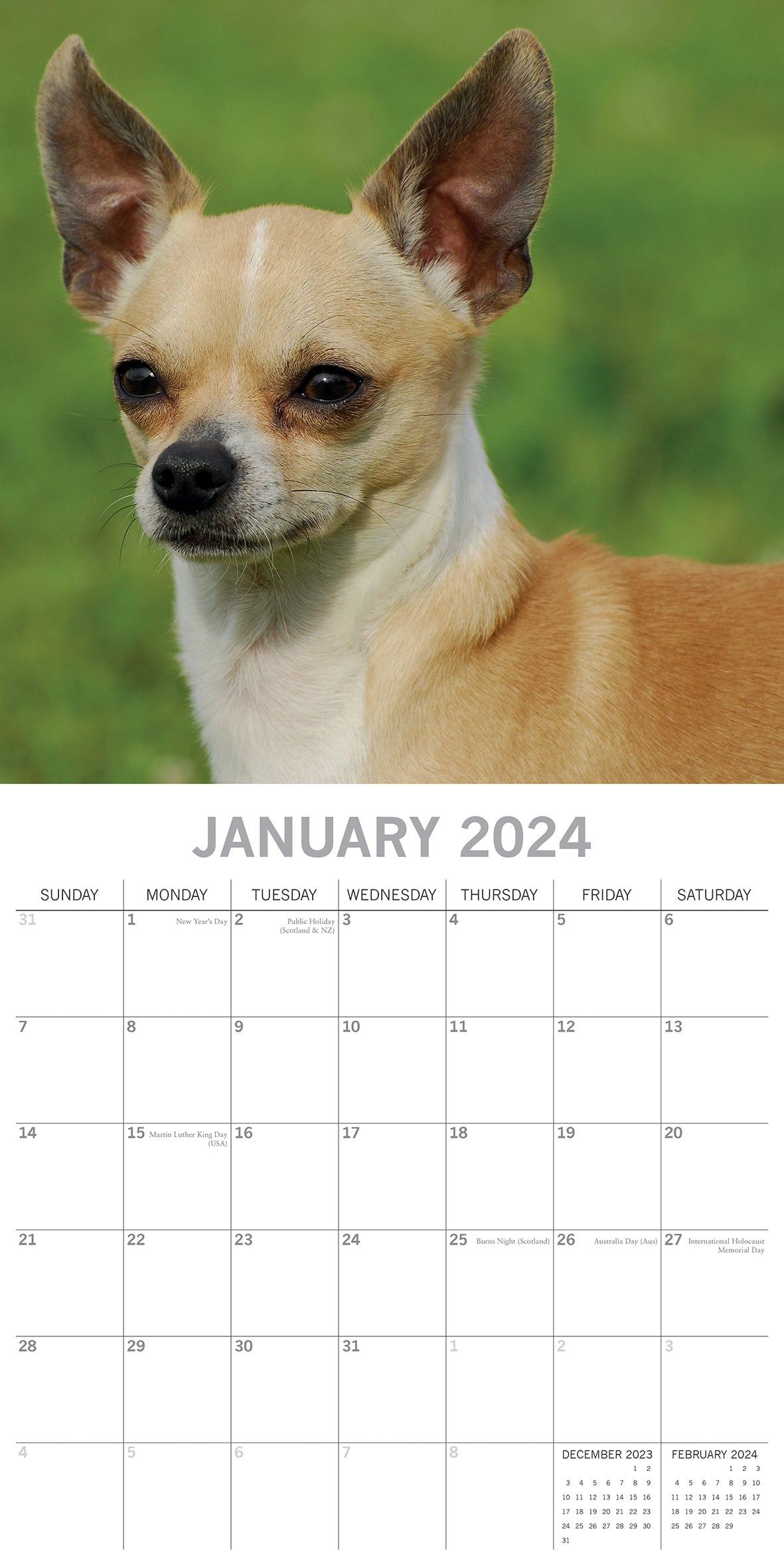 Chihuahuas 2024 Square Wall Calendar Pets Dog 16 Months Premium Planner New Year V474-615366