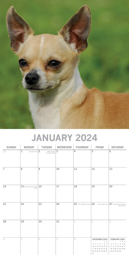 Chihuahuas 2024 Square Wall Calendar Pets Dog 16 Months Premium Planner New Year V474-615366
