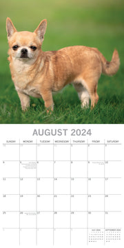 Chihuahuas 2024 Square Wall Calendar Pets Dog 16 Months Premium Planner New Year V474-615366