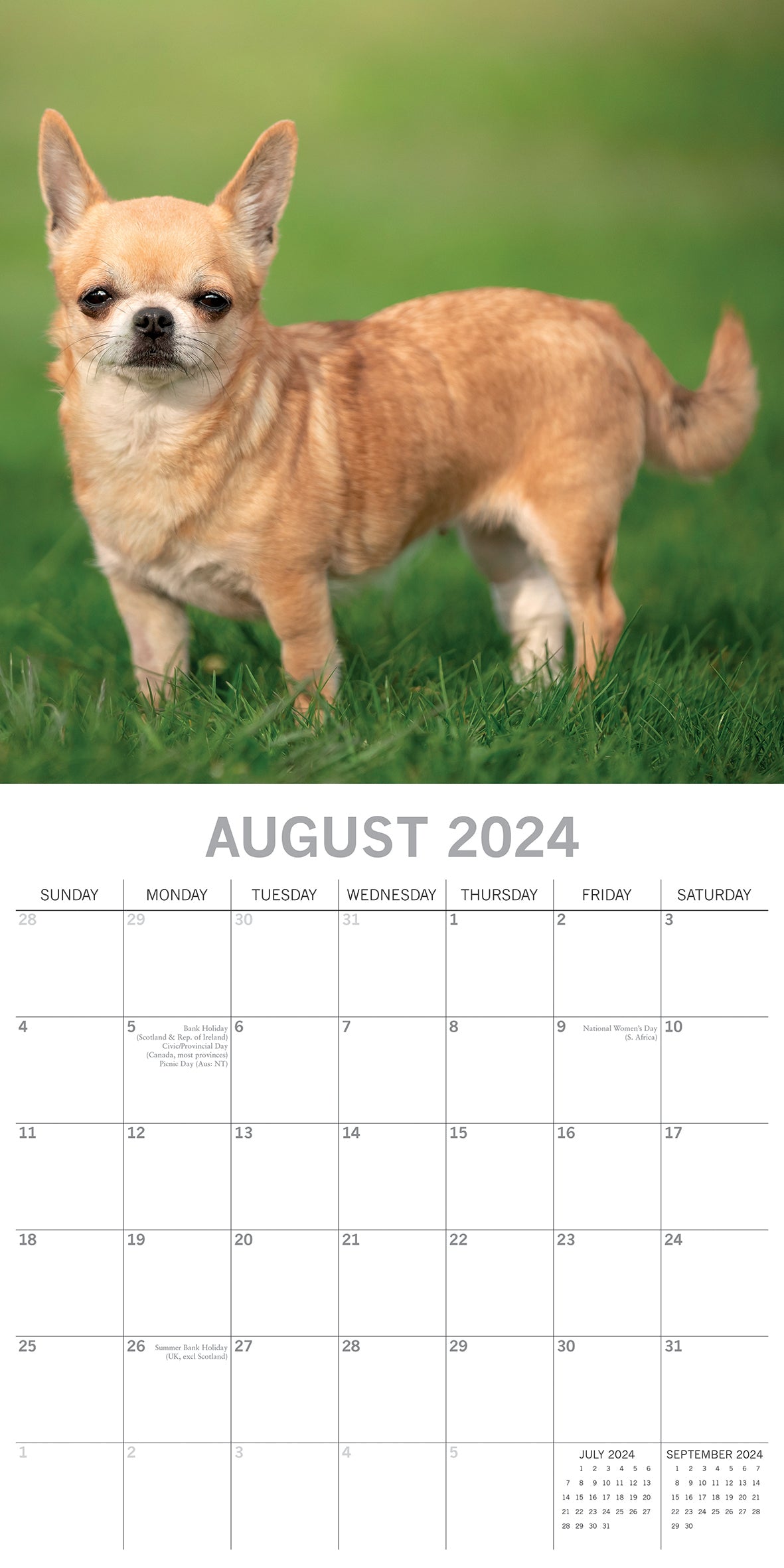 Chihuahuas 2024 Square Wall Calendar Pets Dog 16 Months Premium Planner New Year V474-615366