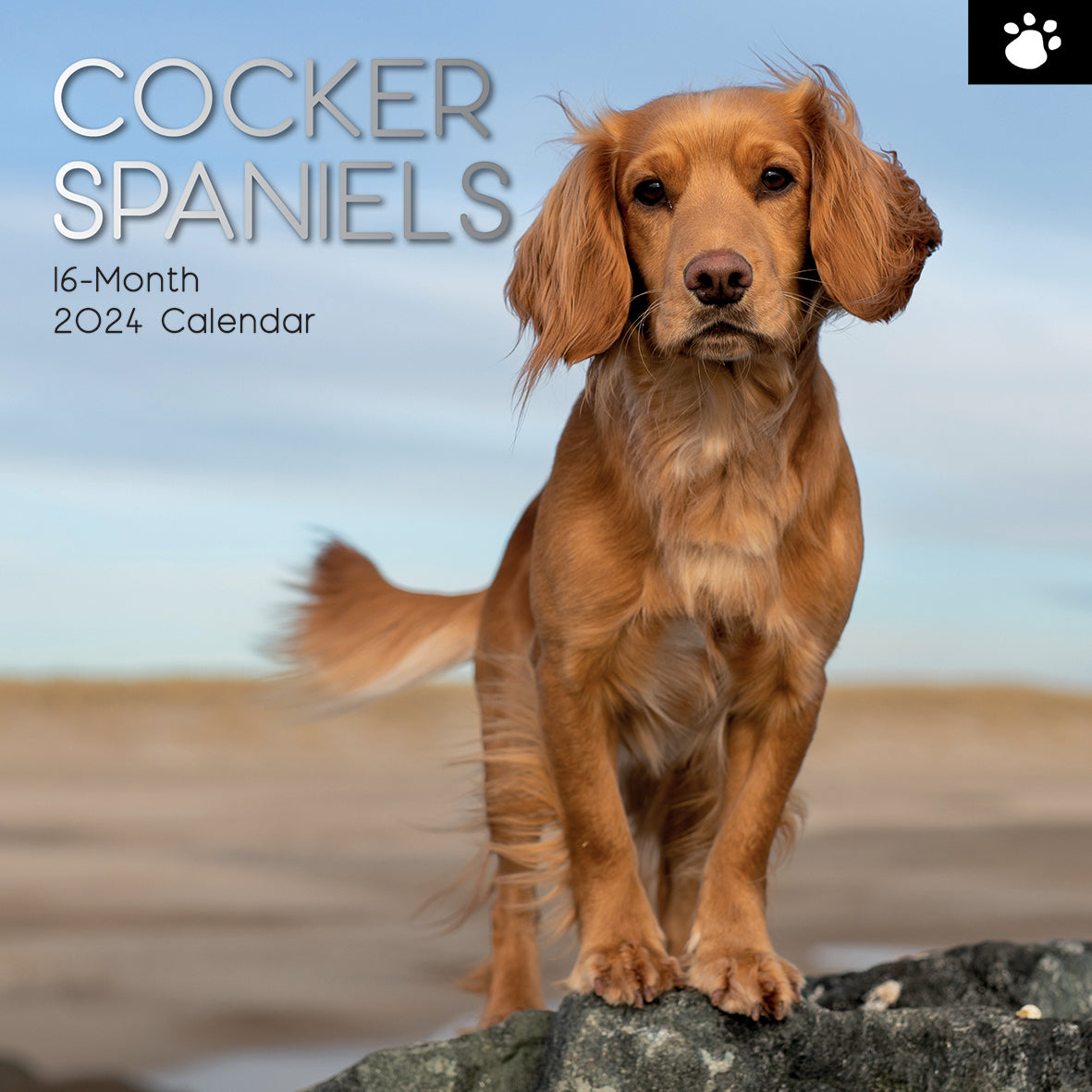 Cocker Spaniels - 2024 Square Wall Calendar Pets Dog 16 Months Premium Planner V474-615367