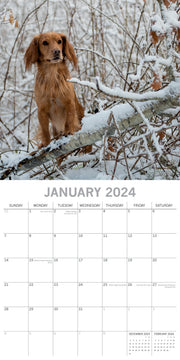 Cocker Spaniels - 2024 Square Wall Calendar Pets Dog 16 Months Premium Planner V474-615367