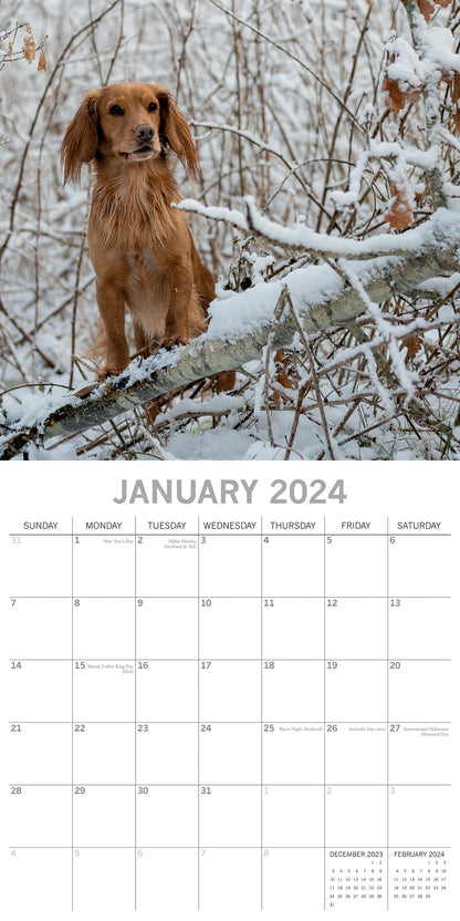 Cocker Spaniels - 2024 Square Wall Calendar Pets Dog 16 Months Premium Planner V474-615367