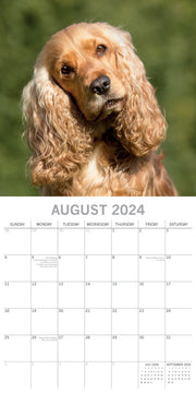 Cocker Spaniels - 2024 Square Wall Calendar Pets Dog 16 Months Premium Planner V474-615367