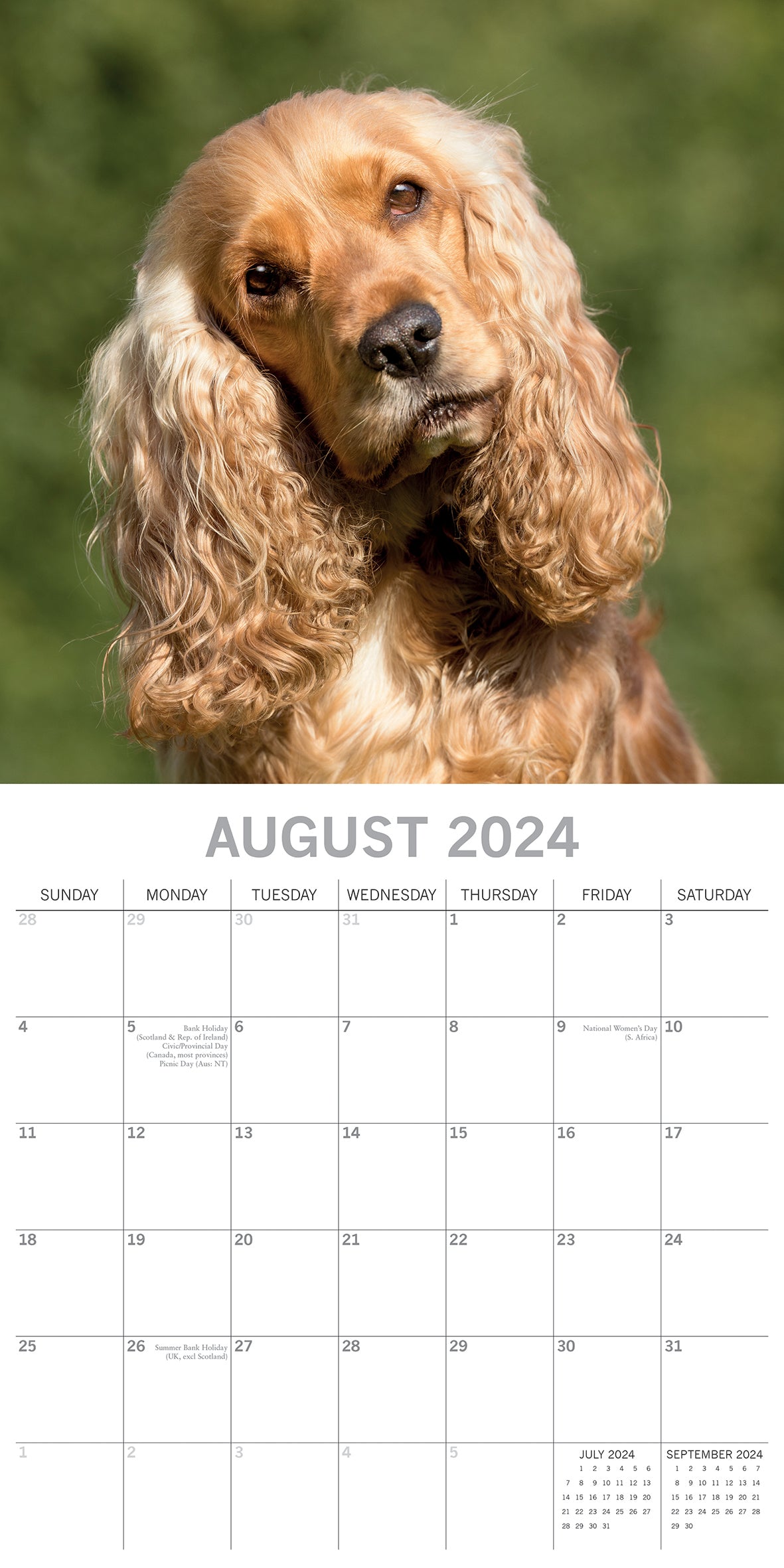Cocker Spaniels - 2024 Square Wall Calendar Pets Dog 16 Months Premium Planner V474-615367