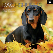 Dachshunds 2024 Square Wall Calendar Pets Dog 16 Months Premium Planner New Year V474-615368