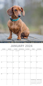 Dachshunds 2024 Square Wall Calendar Pets Dog 16 Months Premium Planner New Year V474-615368
