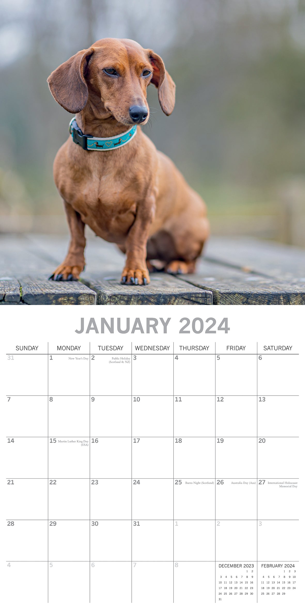 Dachshunds 2024 Square Wall Calendar Pets Dog 16 Months Premium Planner New Year V474-615368