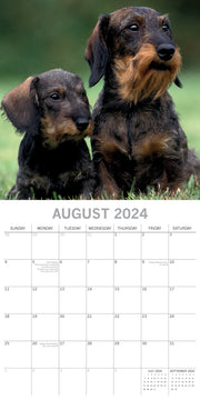 Dachshunds 2024 Square Wall Calendar Pets Dog 16 Months Premium Planner New Year V474-615368