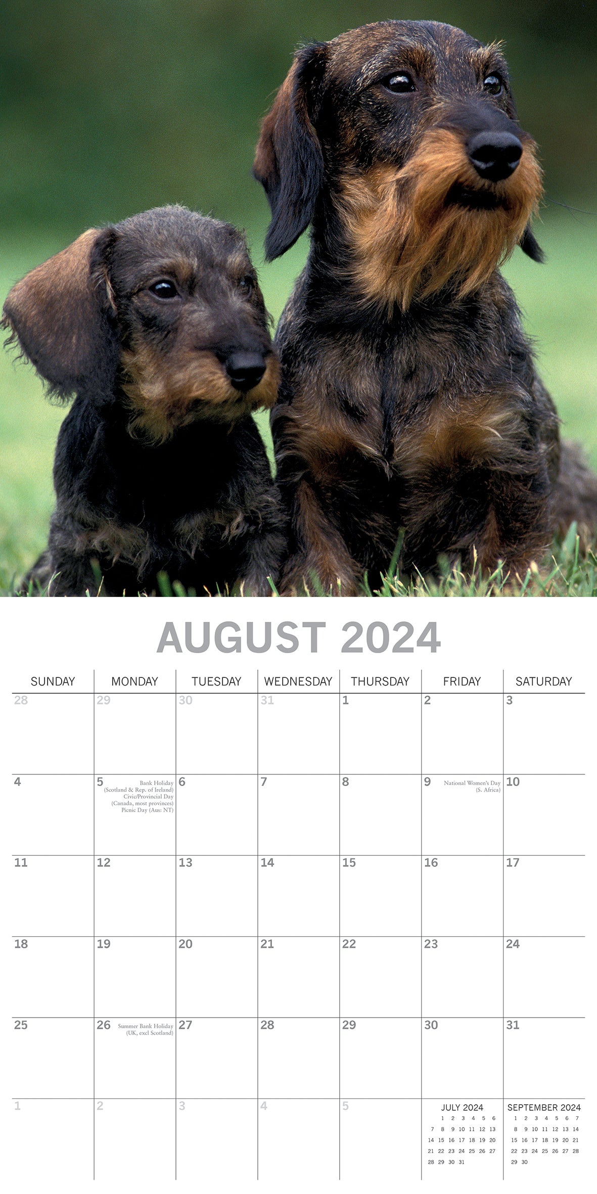 Dachshunds 2024 Square Wall Calendar Pets Dog 16 Months Premium Planner New Year V474-615368