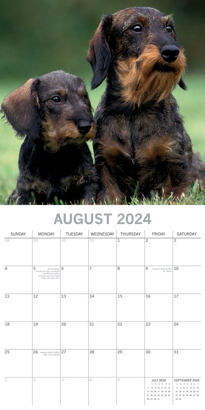 Dachshunds 2024 Square Wall Calendar Pets Dog 16 Months Premium Planner New Year V474-615368