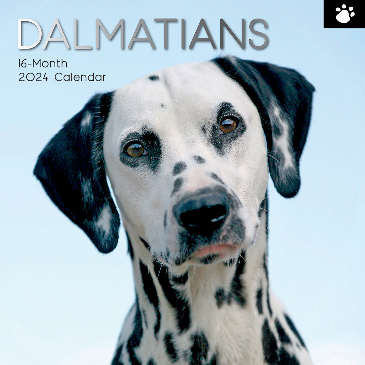 Dalmatians 2024 Square Wall Calendar Pets Dog 16 Months Premium Planner New Year V474-615369