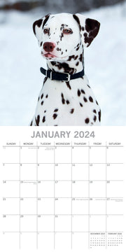 Dalmatians 2024 Square Wall Calendar Pets Dog 16 Months Premium Planner New Year V474-615369