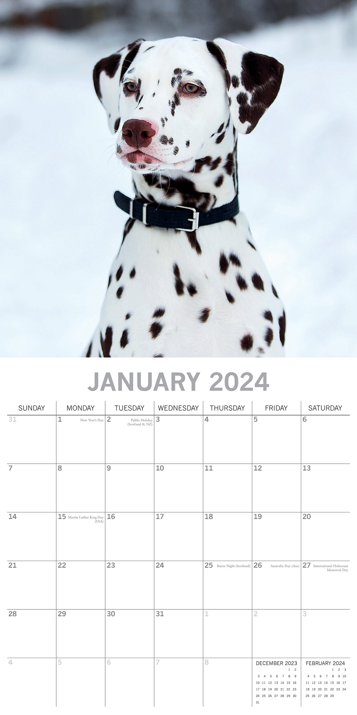 Dalmatians 2024 Square Wall Calendar Pets Dog 16 Months Premium Planner New Year V474-615369